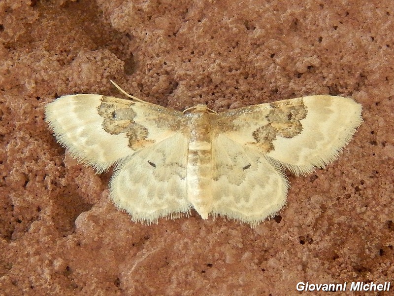 3 geometridae da ID